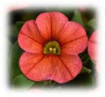 Click here for more information about Calibrachoa - 10" Hanging Basket