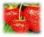 Click here for more information about Strawberry - 10" Hanging Basket