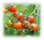Click here for more information about Tomatoes - 10" Hanging Basket