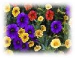 Click here for more information about Mixed Plantings - 10" Hanging Basket