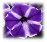 Click here for more information about Petunias - 10" Hanging Basket