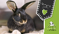 AARCS Bunny eCard